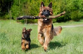 We look at how else these gsds differ from their short coated cousins. German Shepherd Rescue Home Facebook