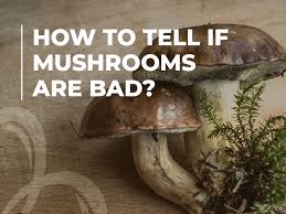 Button mushroom or also known as common mushroom is the immature version of portobello mushroom. How Long Do Mushrooms Last In The Fridge Beezzly