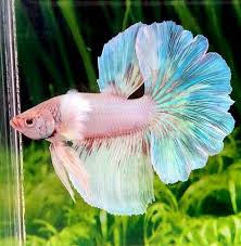 Pin On Amazing Creatures