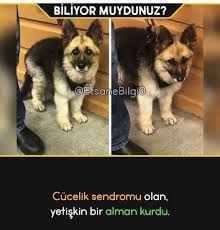 Bal Kopugu Sozler Adli Kullanicinin Ilginc Bilgiler Panosundaki Pin 2020 Hayvan Sozleri Hayvan Kitap Kenari