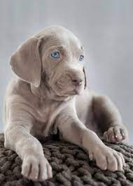 Weimaraner Names Amazing Ideas For Naming Your Silver Pup Weimaraner Puppies Puppies Dog Breeds