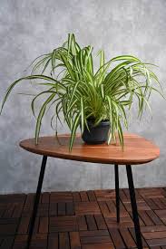Image result for Chlorophytum comosum