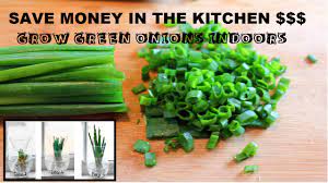 The size of the pot will depend on how many green onions you want to grow indoors. How To Grow Green Onions Indoors From Water Youtube