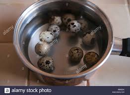 testing quail eggs for freshness old