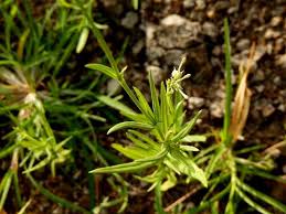 Image result for Kohautia