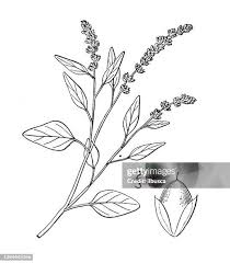 Image result for Amaranthus deflexus