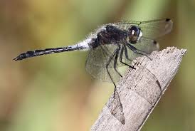 Image result for Fagonia isotricha