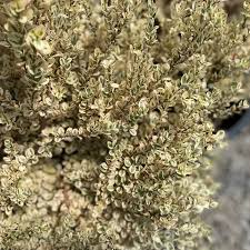 Image result for Myrsine africana