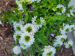 Image result for Scaevola