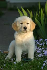 Do you have a celebrity that you admire? Celebrity Dog Names Pethelpful