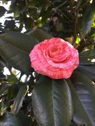 Companion planting is the intentional partnering of two or more different plants for reasons that extend beyond aesthetics. 36 Camellias At Gamble Garden Ideas Camellia Garden Plants