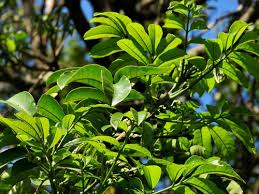 Image result for Trichilia prieuriana