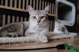 Delivering products from abroad is always free, however, your parcel may be subject to vat, customs duties or other. 10 Best Anti Scratch Spray For Cats 2020 Pets Daily Life