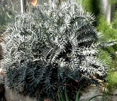 Des Esseintes Regardait Effare Ecoutant Sonner Les Noms Rebarbatifs Des Plantes Vertes L Encephalartos Horrid Palmengarten Palmengarten Frankfurt Bilder