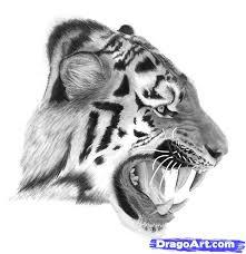 After the top part of the drawing is done, move on to the second stage. How To Draw A Realistic Tiger Face Step By Step Drawing For Kids