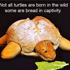 Bread In Captivity Memes Funny Relatable Memes Stupid Funny Memes Stupid Funny