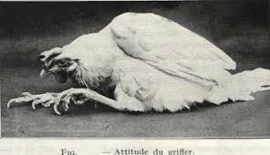 J'ai deux poules rousses pondeuses qui vivent en totale liberté sous le soleil de martinique. Memoire Online Maladie De Marek Importance Diagnostic Et Prophylaxie Saber Beghoul
