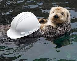 Sea Otter Aniak Is Ready For The Hard Work Of Sea Otter Awareness Week The Daily Otter Sea Otter Otters Seattle Aquarium