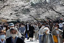 Mar 23, 2011 · a local guide to washington dc's cherry blossom peak bloom forecasts, news, & photos for spring 2021. Springtime In Japan But Covid 19 Limits Festivities For Cherry Blossom Fans Nippon Com