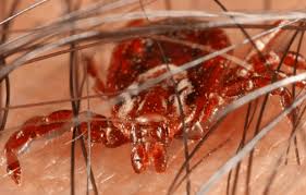 The experts at apex pest control in orlando have the knowledge and training to identify various cockroach species, and our team always takes the best. Orlando Pest Control Orlando Fl Abc Home Commercial Services