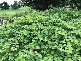 Japanese knotweed is an invasive and persistent weed. Warning Do Not Cut Mow Strim Or Disturb This Plant 16 September 2017 Free