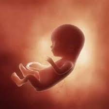 So, what's going on inside that expanding 15 weeks pregnant bump of yours, mama? 15 Weeks Pregnant With Twins Ultrasound Symptoms And More Twinstuff