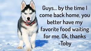 Best dog food for huskies. 5 Best Food For Huskies In 2021 The Best Pawsome Husky Treats