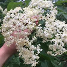 Maybe you would like to learn more about one of these? Elderflower Three Variations Four Season Foraging