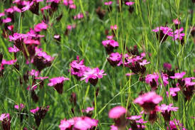 Kartauser Nelke Dianthus Carthusianorum Fur Deinen Garten In 2020 Wildblumenwiese Nelken Pflanzen