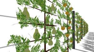 Sichtschutz Mit Spalierobst Aluminiumpfosten Und Edelstahlseilen Bepflanzung Sichtschutz Garten Gartenteich Bepflanzen