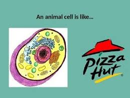 Aha chobe marina lodge is one of the few botswana hotels that makes travel to this beautiful country all the more special! Powerpoint Comparison Of An Animal Cell To Pizza Hut Animal Cell Animal Cells Model Animal Cell Organelles