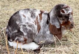Spotted Boer Kids For Sale In Co Boer Goats Baby Goats Cute Goats