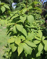 Image result for Melinis tenuissima