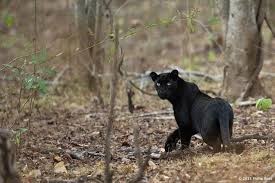  Kita Pasti Sudah Terbiasa Dengan Anomali Warna Kulit Pada Macan Tutul Dan Jaguar Yang Terkenal Yaitu Melanistik Macan Tutul Dan Jagu Hewan Macan Tutul Panther