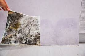 Check spelling or type a new query. How To Prevent Black Mold Exposure In Your Home