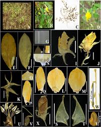 Image result for Crotalaria valida