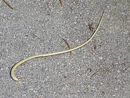 My Life On The E List The Sofl Snapshots Dead Snake Snake E List Dead
