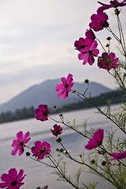 Cosmos Flowers In Purple On Lake Kawaguchi Cosmos Flowers Flower Background Wallpaper Beautiful Flowers Wallpapers
