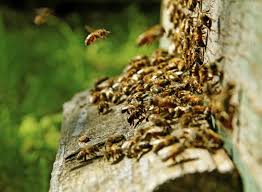 Honigbienen im garten zu halten, erfordert viel wissen und erfahrung, wie der ein schöner hingucker im garten und nahrungsquelle für insekten sind die üppig blühenden verbenen. Bienenkiste Im Garten Bienenhaltung Aus Eigener Hand Nutzlinge Garten