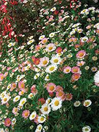 Image result for Erigeron karvinskianus