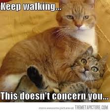 Funny Cats Funny Cats Fight Orange Catface Funny Animal Pictures Funny Animals Cute Animals