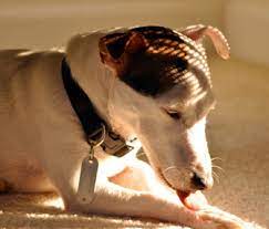 Clean the wound carefully before bandaging it. Why Is My Dog Licking His Wounds Pet Experts Answer