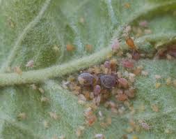 This can affect the growth of the tree and reduce the foliar canopy as the new leaves curl and die. Rosy Apple Aphid Entomology
