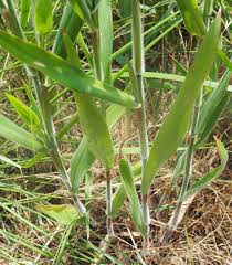 Image result for Panicum repentellum
