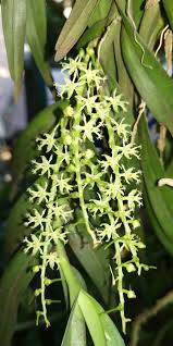 Image result for Tridactyle anthomaniaca