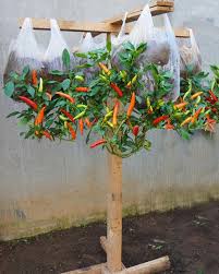 Plants and gardening - Growing Peppers in Hanging Plastic Bags: A  Space-Saving Gardening Solution check first comment 💬👀 | Facebook