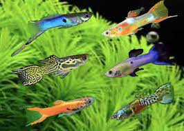 Ini berarti ada banyak sekali jenis ikan guppy yang dapat anda nikmati di akuarium anda. 16 Jenis Ikan Guppy Banyak Dicari Dan Cara Merawatnya Blog Ruparupa