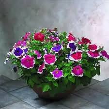 Petunias can tolerate relatively harsh conditions and hot climates, but not frost. How To Grow Petunia Seeds