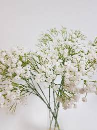 How to grow gypsophilia plants: Gypsophila Spray Baby S Breath White Desflora