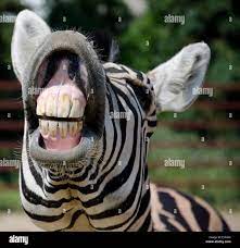 Zebra sonrisa y dientes Fotografía de stock - Alamy